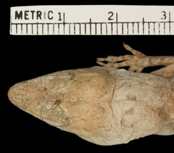 Media type: image;   Herpetology R-60055 Aspect: head dorsal